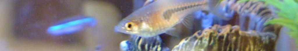 マジックソープ、知っておきたいコレ！！