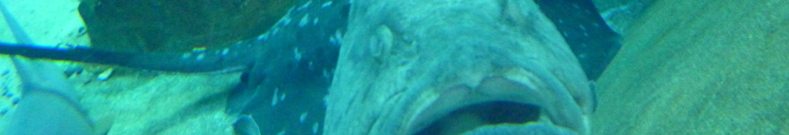 避妊具について調べました